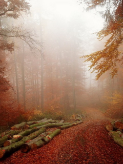 лес, осень, осень золотая, красота, дорога, деревья