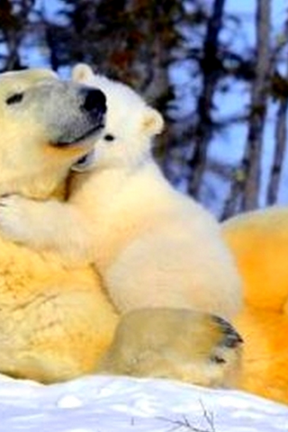 белый медведь, мама, зима, снег