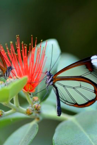 бабочка, природа, Грета Ото, или стеклянная бабочка (Glasswing Butterfly)