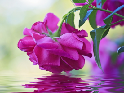 цветок, вода, отражение