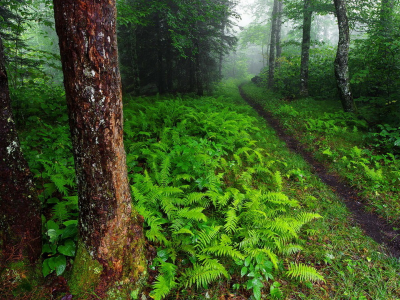 зелень, деревья, тропинка