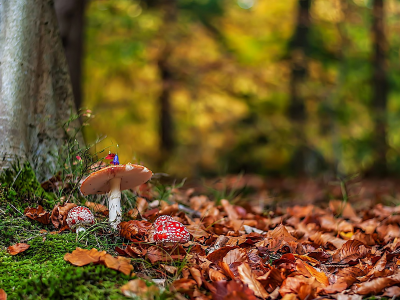 грибы, осень, листья, природа, мухоморы, лес