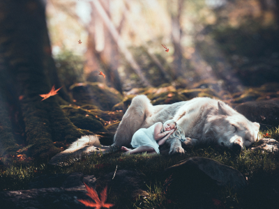 лес, осень, девочка, спит, собака, листья, лучи