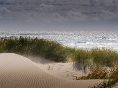 море, пляж, песок, дюны, растительность, ветер