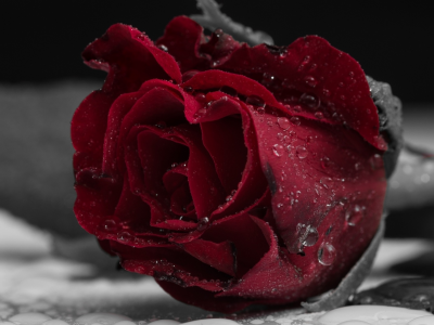 роза, темный фон, красиво