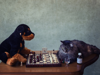 стол, шахматы, часы, валерьянка, кошка, задумалась