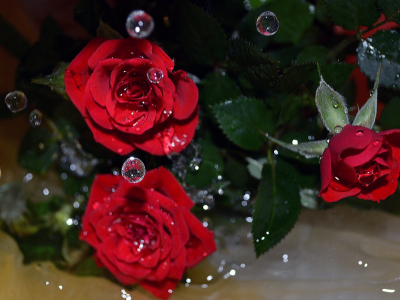 Цветы, розы, капли, вода, красота.