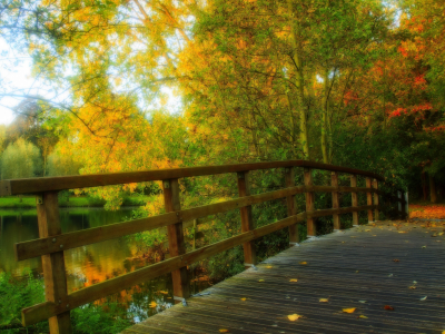 alley, walk, bridge, forest, trees, nature, park, hdr, autumn, river, water, leaves, view, fall