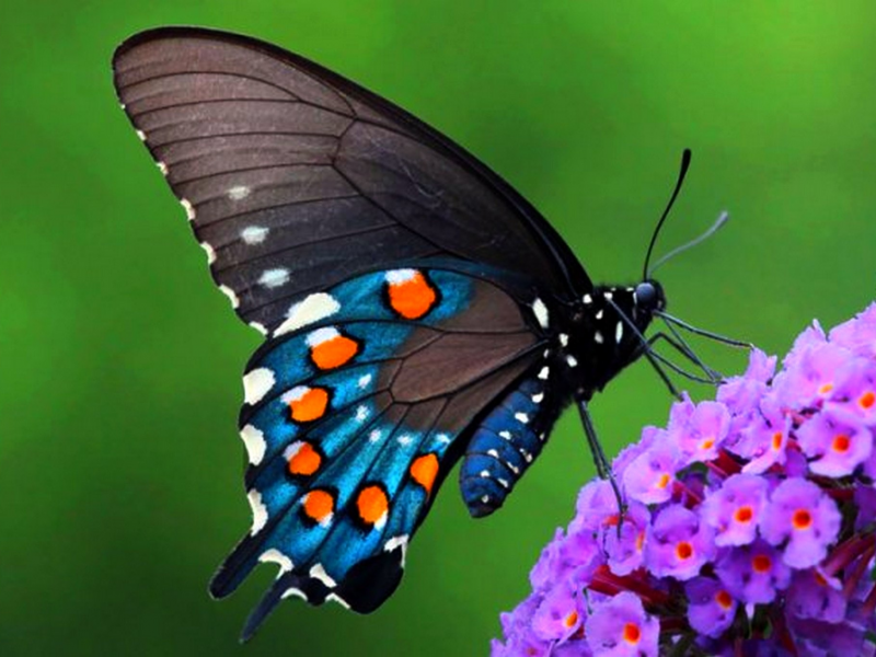 бабочка, природа, Pipevine Swallowtail
