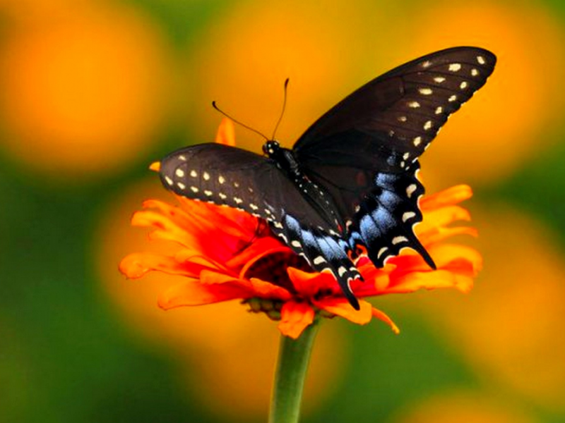 бабочка, природа, Spicebush Swallowtail (Махаон)