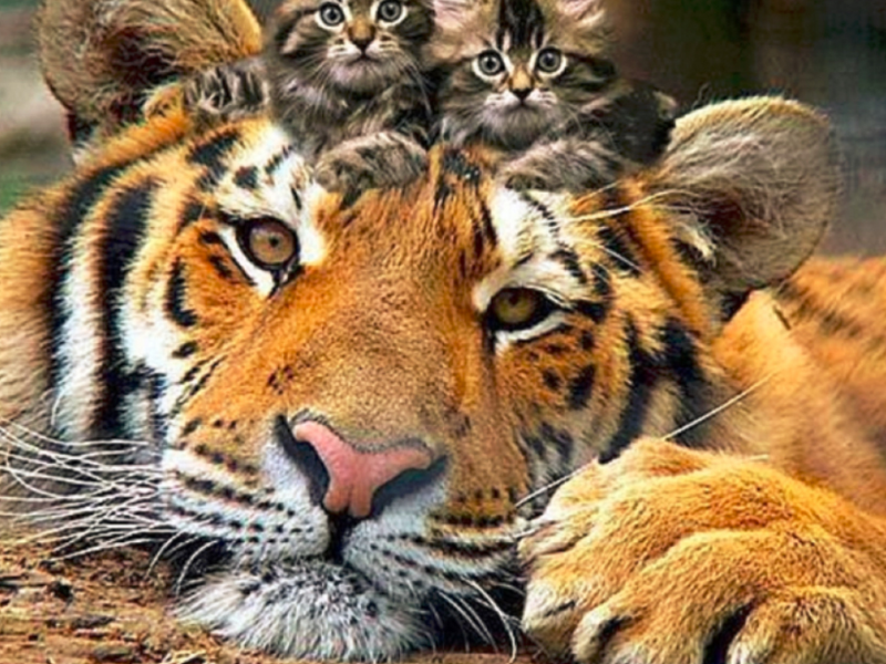 тигр, котята, милашки
