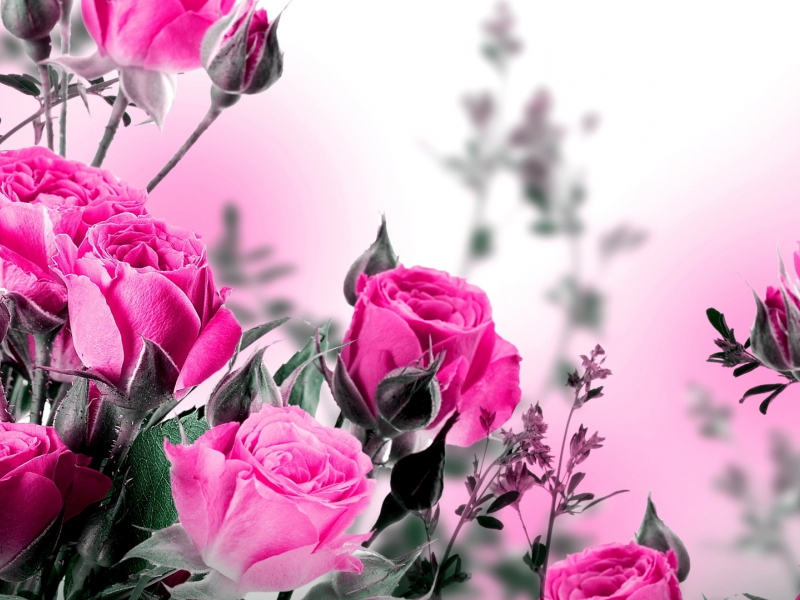 цветы, розовый фон