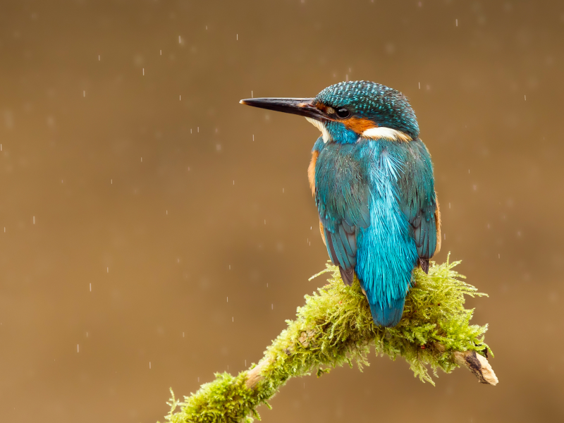 alcedo atthis, kingfisher, птица, обыкновенный зимородок, капли