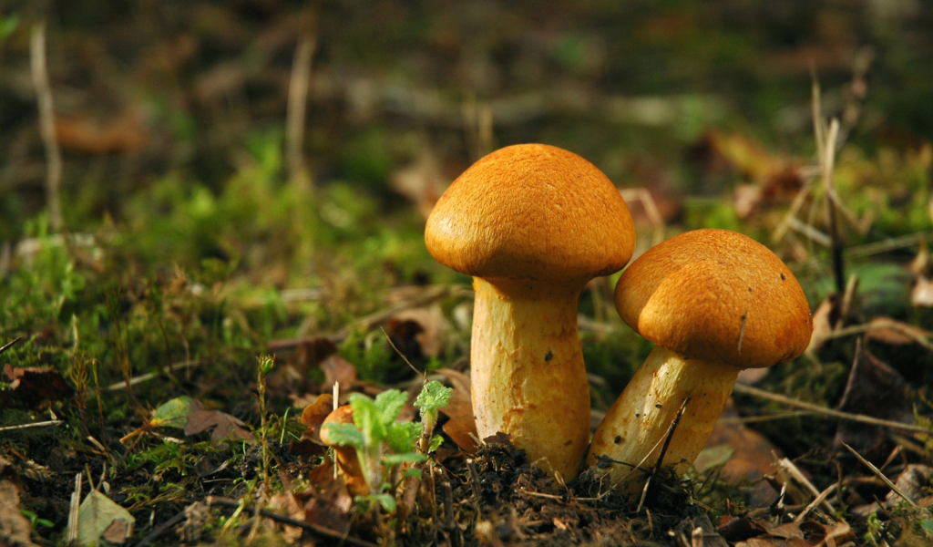 Поляна, грибы, белый гриб.