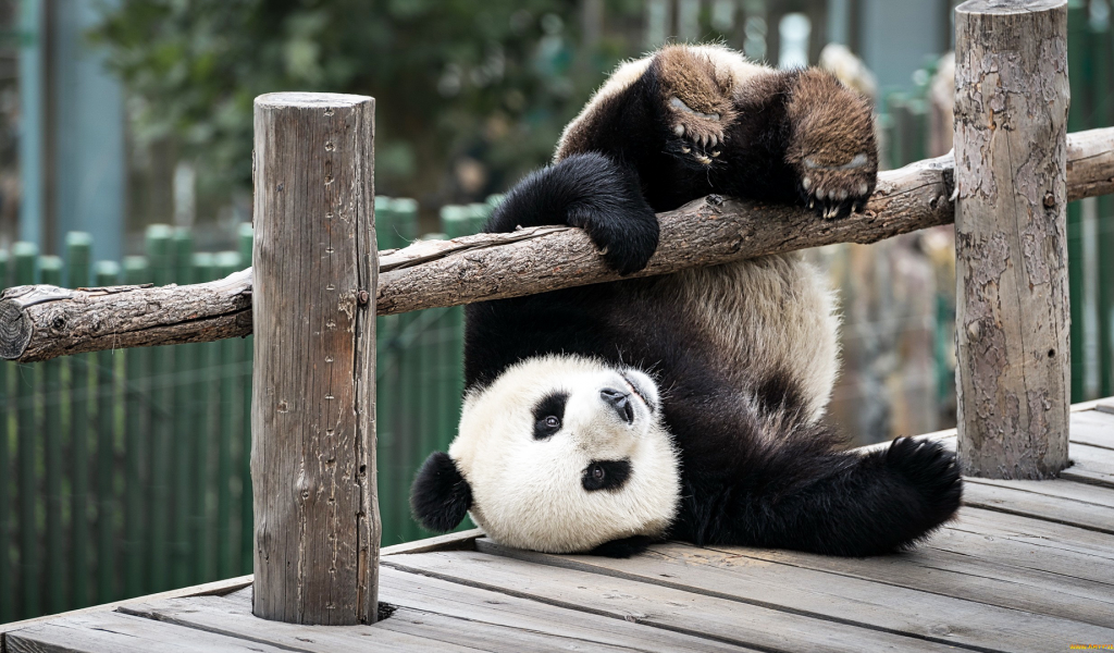 животное, панда, играет