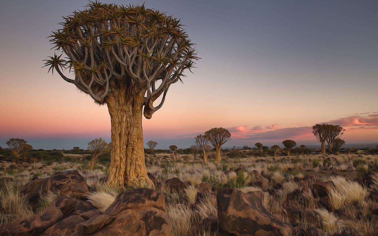 Африка, Намибия, пустыня, экзотика.