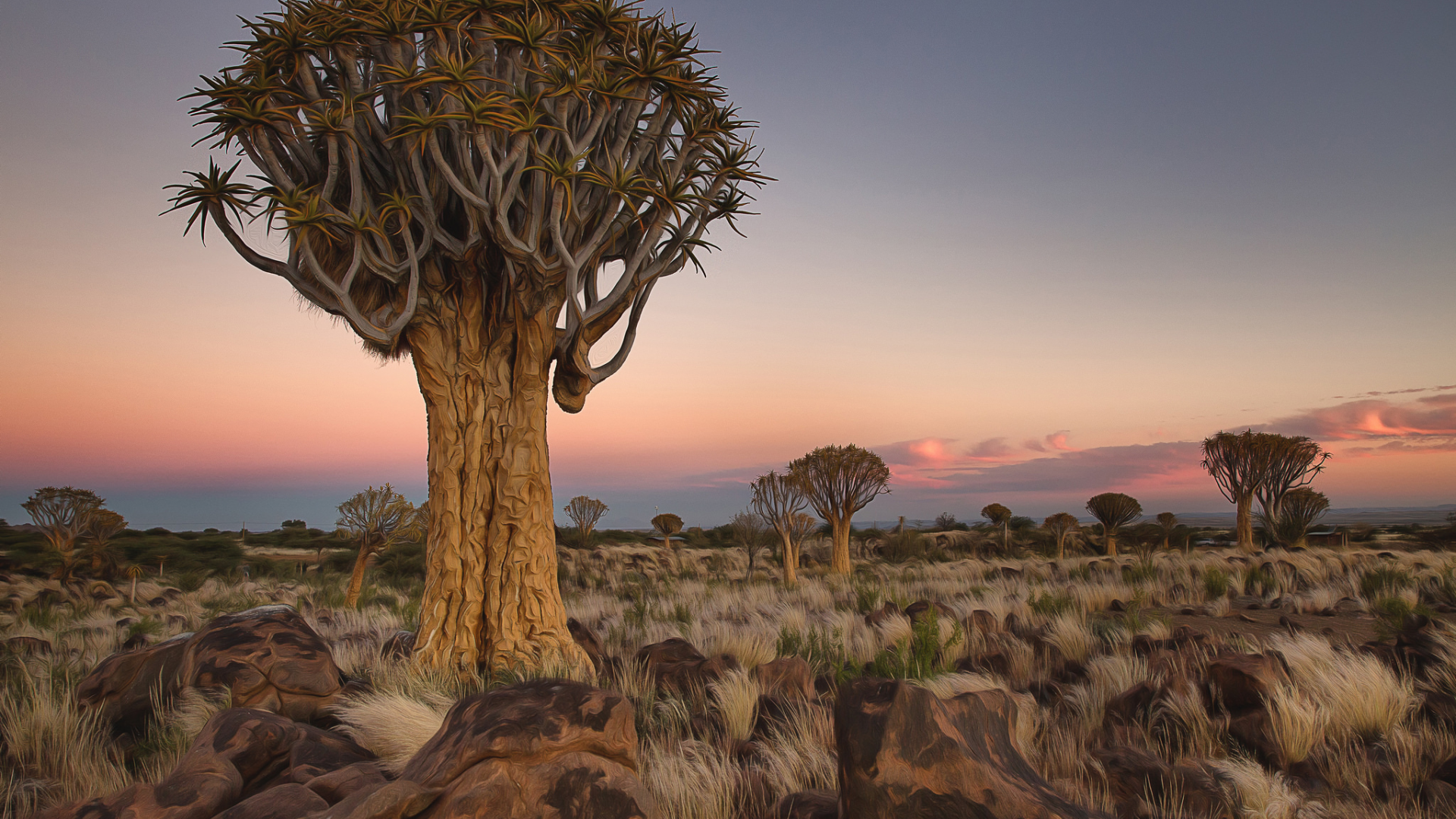 Африка, Намибия, пустыня, экзотика.
