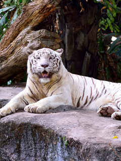 тигр, хищник, отдыхает