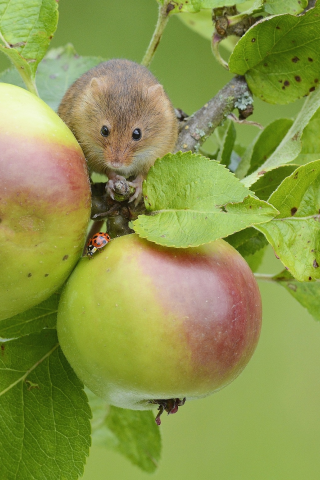 яблоки, мышь