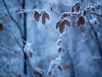 иней, природа, зима, листья, ветки, мороз