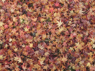 осень, листья, клены