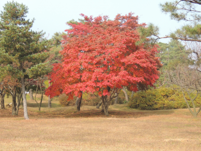 осень, клен, природа, Корея, японский клен