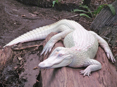 альбинос, крокодил