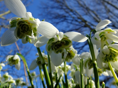 подснежники, snowdrops, небо