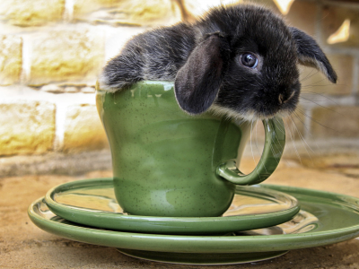 мордочка, кролик, чашка