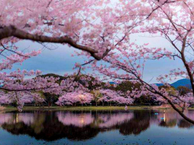 Япония, цветущая сакура