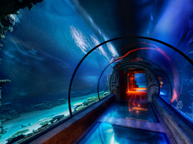 подводный мир, аквариум