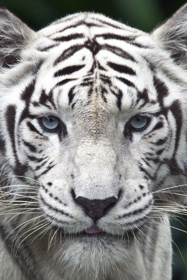 Тигр, взгляд, белый, красивый, глаза