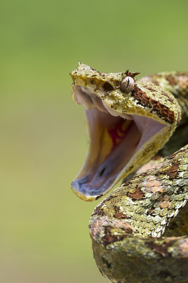 branch, mouth, eye, snakes, reptile