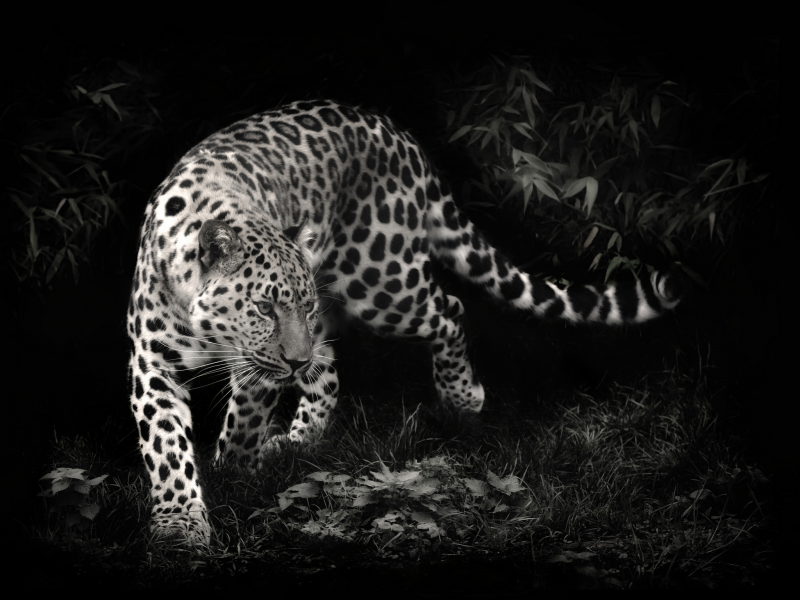 leopard, хищник, леопард, чёрно-белое фото