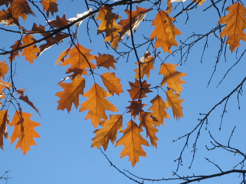 небо, дуб, листья, осень