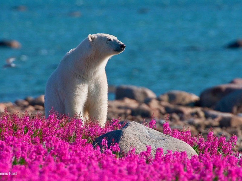 белый медведь, море, полевые цветы