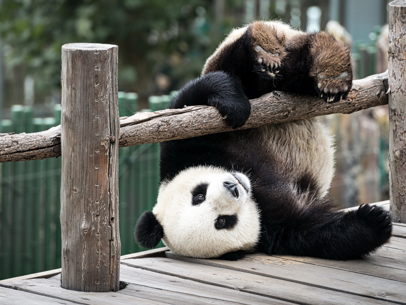животное, панда, играет