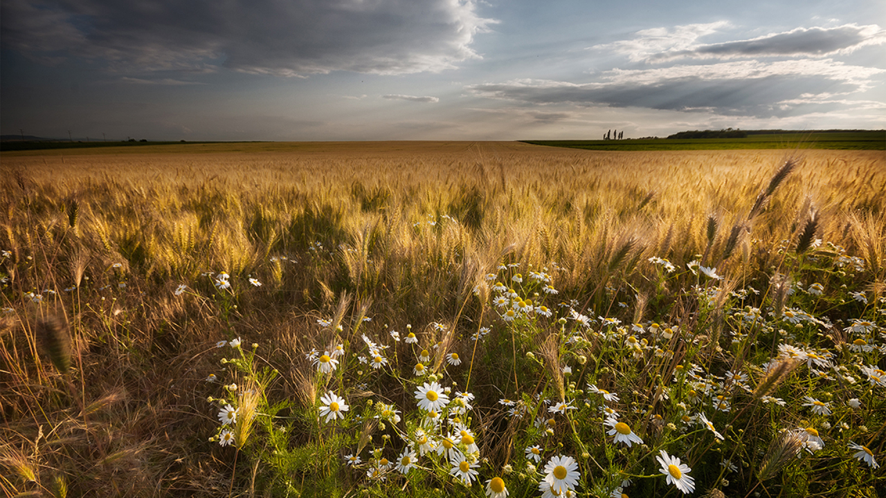 пейзаж, поле, пшеница, небо, облака, деревья, трава, ромашки, цветы, лучи, Болгария