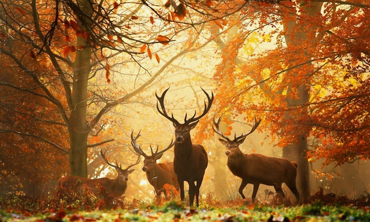 осень, олени, лес, желтые листья