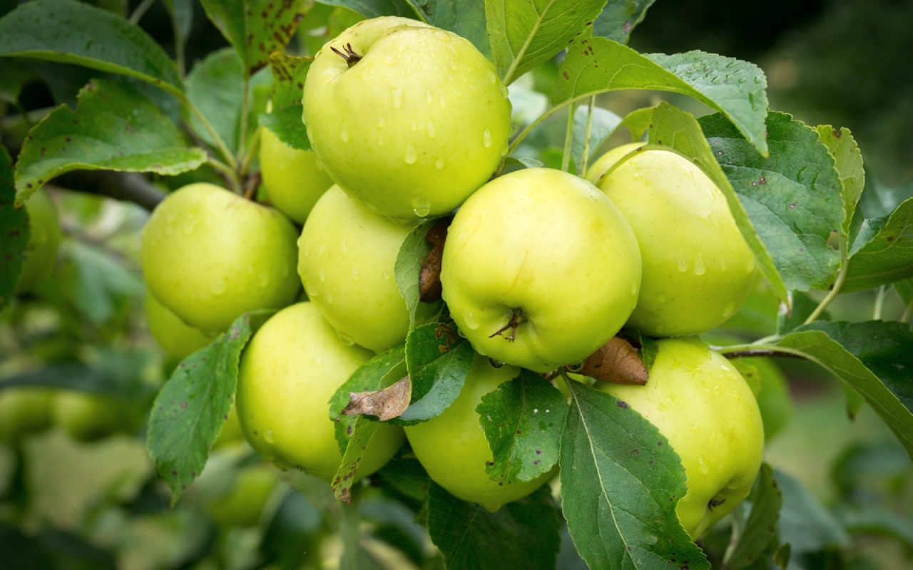 яблоки, зелёные, плоды
