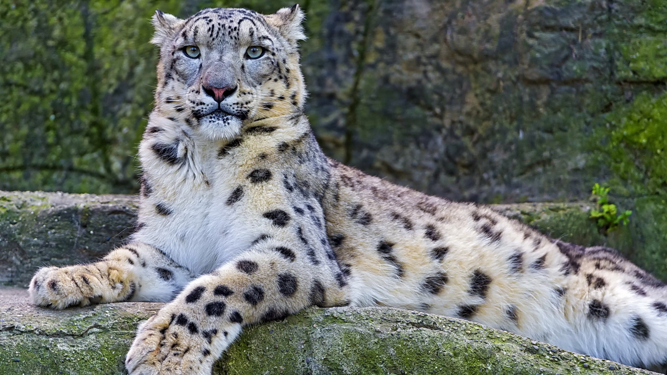 snow leopard, снежный барс, взгляд, ирбис