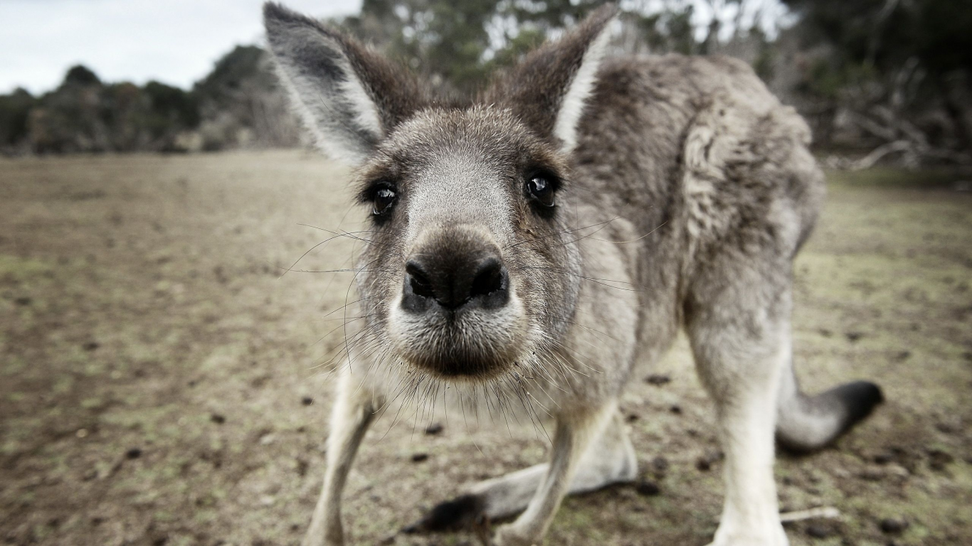 животные, кенгуру, любопытный, австралия, kangaroo, australia