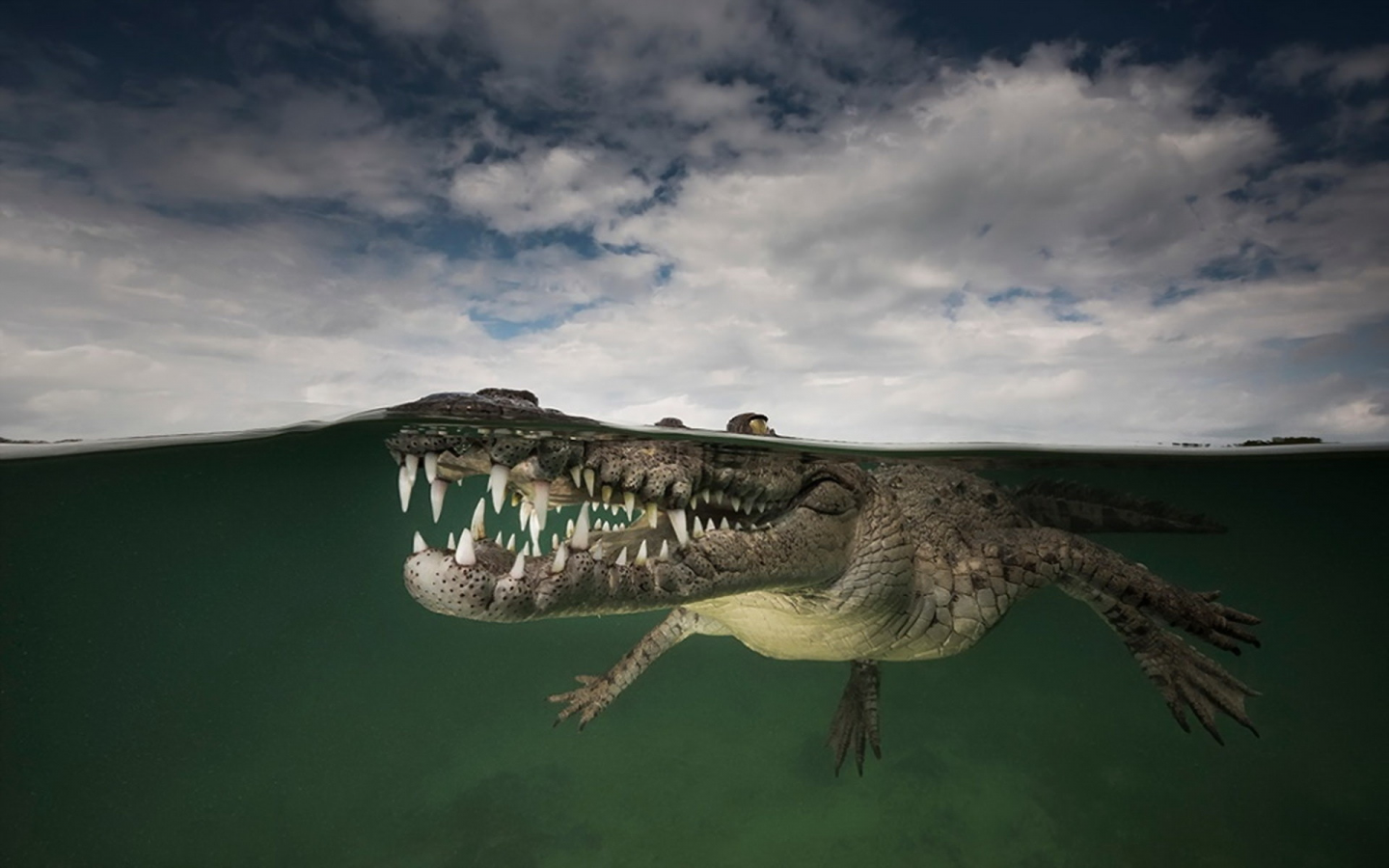 крокодил, вода, природа