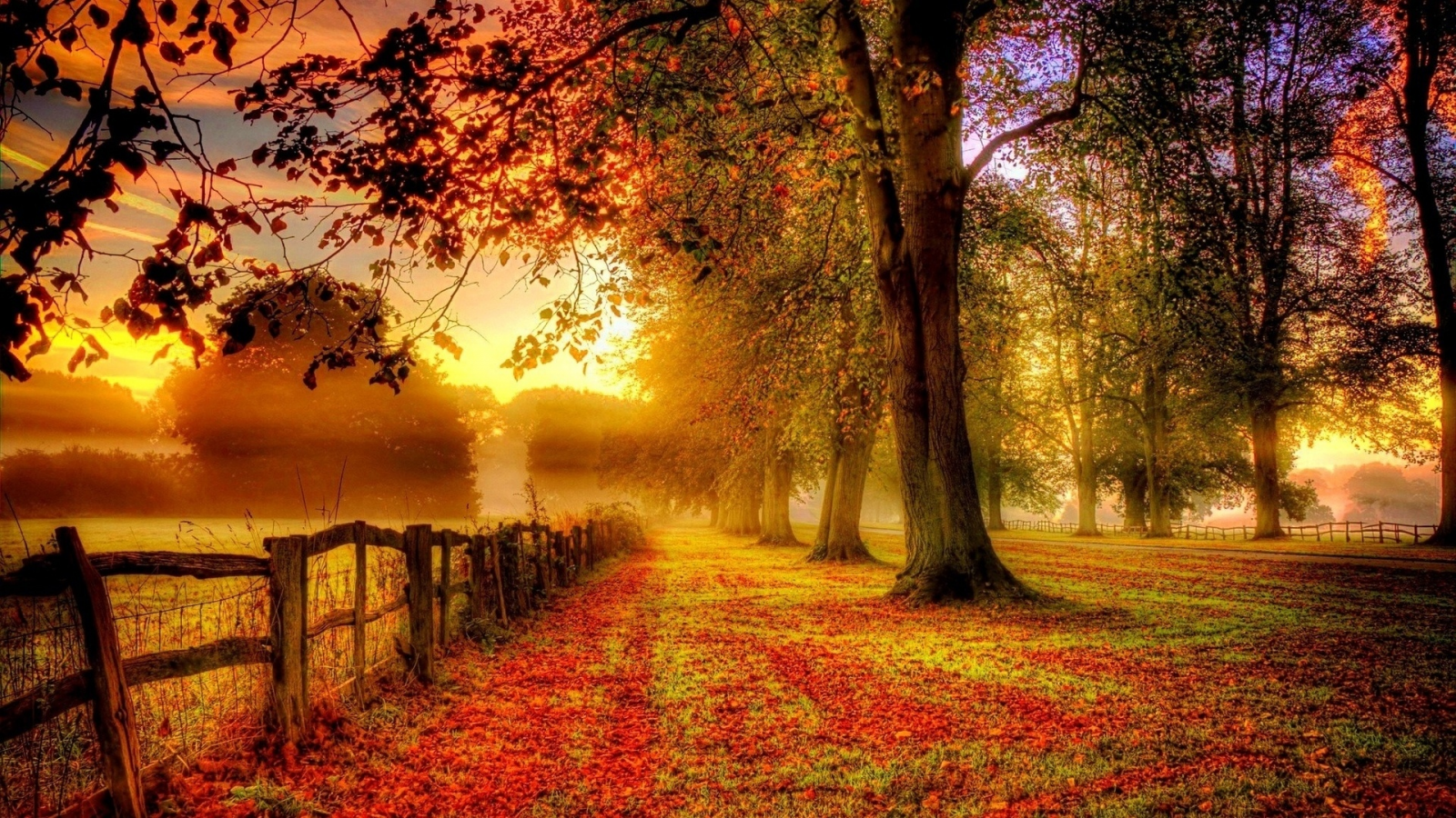 забор, деревья, осень