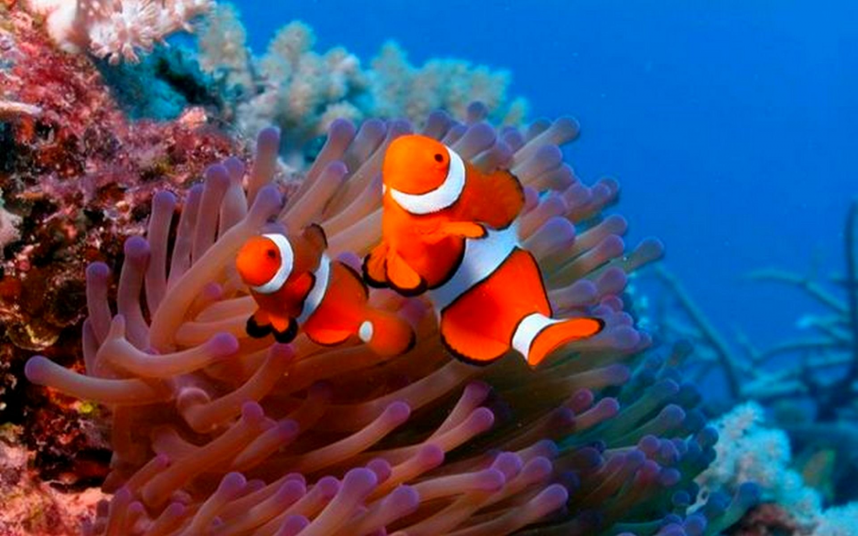 подводный мир, рыбки, кораллы