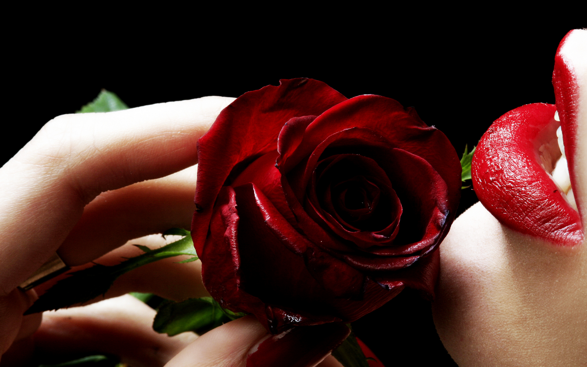 цветок, черный фон, роза, девушка, красная помада