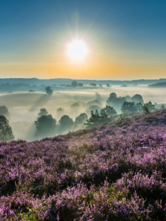Hoge Veluwe National Park, Gelderland, Netherlands, Национальный парк Де-Хоге-Велюве, Гелдерланд, Нидерланды, утро, рассвет, восход, туман, вереск
