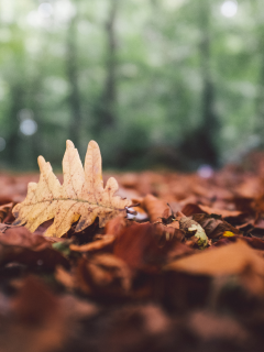 дубовый, листья, опавшие, лист, осень, лес, боке
