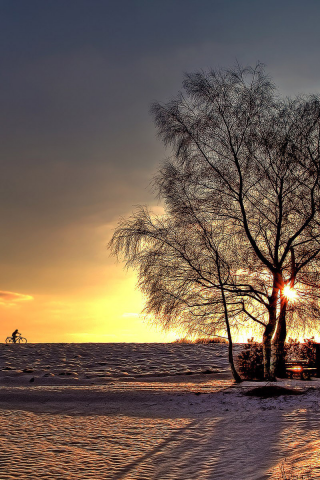 солнце, лучи, горизонт, зима, дорога, деревья, снег