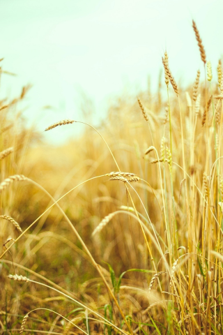 поле, колоски, лето, пшеница, рожь, макро, колосья